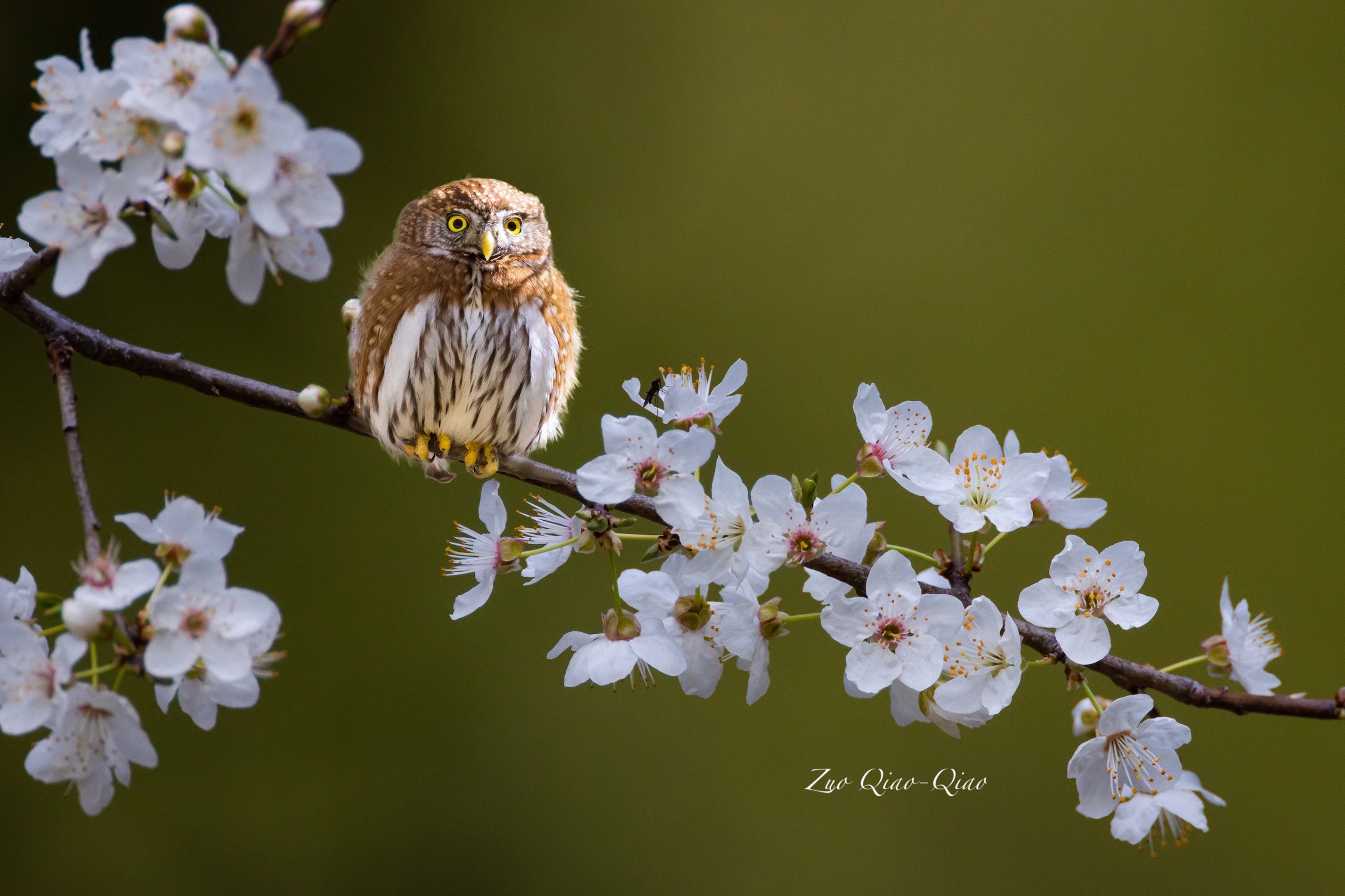 Plum Blossom Sentinel